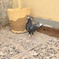 کبوتر معاوضه باپرنده زینتی|پرنده|اصفهان, باغ فدک|دیوار