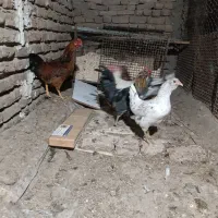 مرغ وخروس|حیوانات مزرعه|کرج, کارخانه قند|دیوار