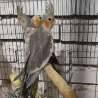 جوجه عر‌وس هلندی های خاکستری و اهویی