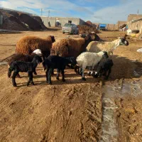 ۶عدد گوسفند بره دار ۴عدد گوسفند آپسال