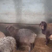 فروش بره نر،ماده به صورت تکی