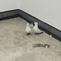 کبوتر دمبی نروماده