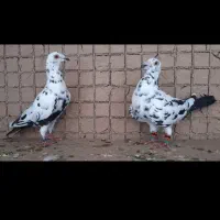 دو عدد سینه سیاه