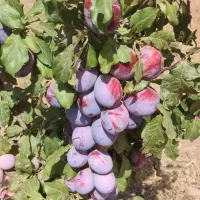 الو بخارا درجه یک  کاملا  بهداشتی  و امسالی|خوردنی و آشامیدنی|مشهد, دانشجو|دیوار