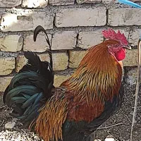 خروس