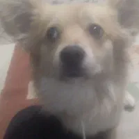 سگ پا کوتاه|سگ|بیرجند, |دیوار