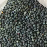 کسور /پسته کوهی