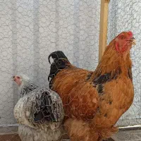 فروش مرغ و خروس برهما اصیل