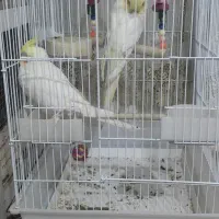 عروس هلندی  جفت نرو ماده بالغ