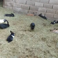 خر گوش ریشی نر وماده