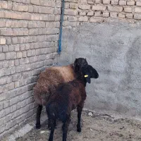 بره نر هترو چاق