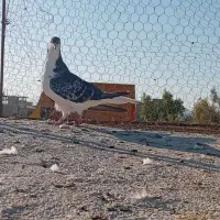 ساده|پرنده|زاهدان, |دیوار