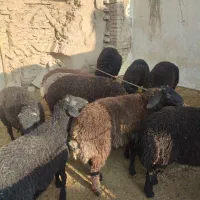 تعدادی بره نر مناسب پرواربندی وکشتاری|حیوانات مزرعه|قرچک, پویینک|دیوار