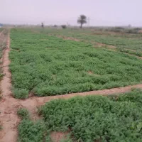 سبزی خورشتی