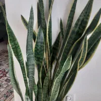 سانسوریا ابلق|گل و گیاه طبیعی|شیراز, صنایع الکترونیک|دیوار