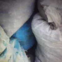 پیاز زعفران