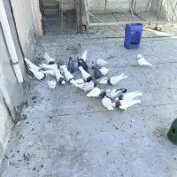 کبوتر|پرنده|همدان, |دیوار