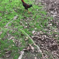 خروس محلی جوان پسند|حیوانات مزرعه|رشت, یخسازی|دیوار