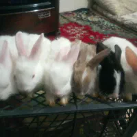 خرگوش بازیگوش