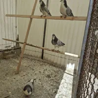 نر شوخ جفتی