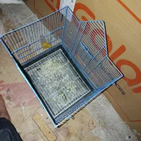 طوطی|پرنده|شهرکرد, |دیوار