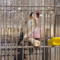 سهره ماده ۳ساله پارسال کارداده مسته مست