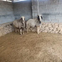 قوچ داشتی|حیوانات مزرعه|جره و بالاده, |دیوار