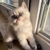 جفت بچه گربه نروماده