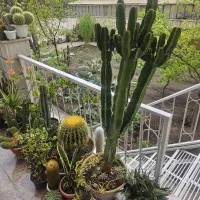 کلکسیون کاکتوس