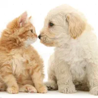 اصلاح و آموزش اصلاح حیوانات