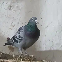 کبوتر پلاکی مسافتی