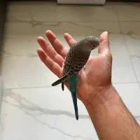 جوجه مرغ عشق نر ۲ ماهه