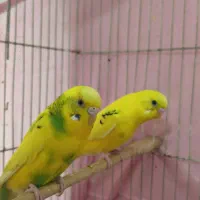 جفت مرغ عشق کینگ سایز