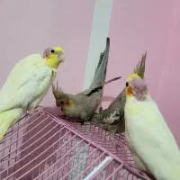 جوجه یک‌ماهه عروس هلندی