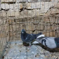 طوقی ماده سبزدم سفید
