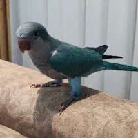 طوطی راهب تازه دونخور همراه با قفس و لوازم کامل|پرنده|اردبیل, |دیوار