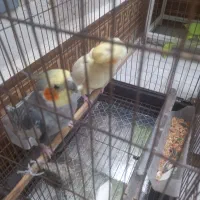 یه جفت عروس هلندی مولد با تخم