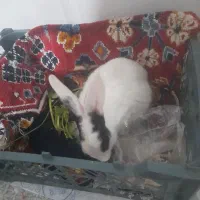 خرگوش|موش و خرگوش|سرپل ذهاب, |دیوار