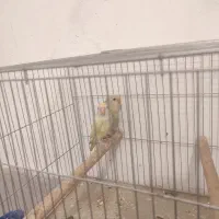 فروش ۳ جفت کوتوله برزیلی|پرنده|شیراز, تندگویان|دیوار