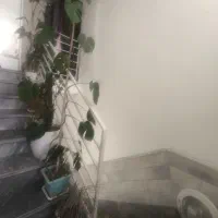 گل زیبا|گل و گیاه طبیعی|قم, قلعه عموحسین|دیوار