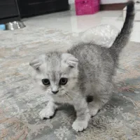 واگذاری گربه اسکاتیش|گربه|همدان, |دیوار