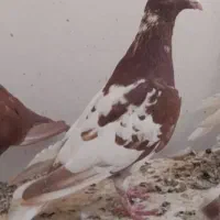 کفتر