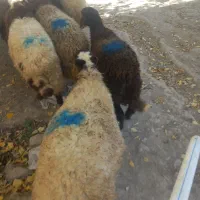 بره ماده افشار