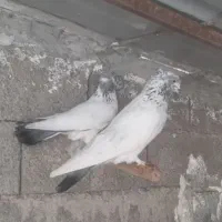 کبوتر