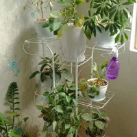 فروش گل و استند ۱۸ عدد گل با گلدان|گل و گیاه طبیعی|اسلامشهر, شهرک سعیدیه|دیوار