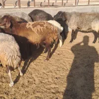 میش.بره.شیشک.زاییده