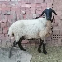 بره کیلویی 550 هزار