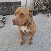 سگ پیت بول|سگ|مشهد, خین عرب|دیوار