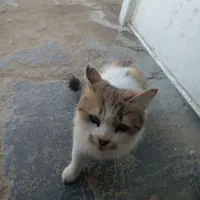 گربه ناز|گربه|سنندج, |دیوار