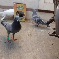 تعدادی طوقی دبال وکربلای و آلمانی پلاکی|پرنده|مینودشت, |دیوار